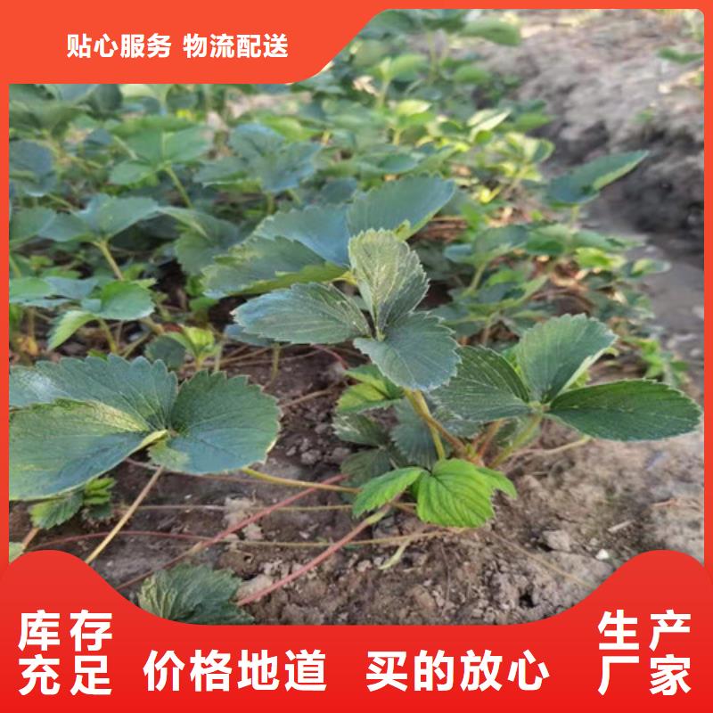 草莓苗板栗苗质量可靠
