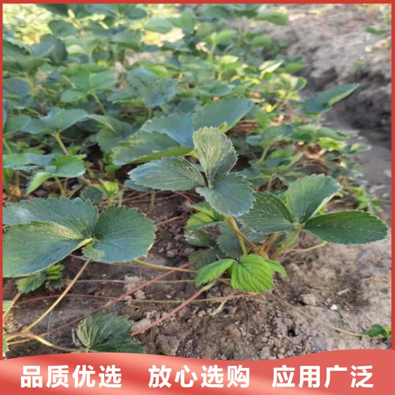 圣诞红草莓苗