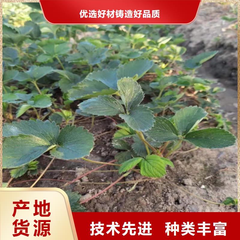 草莓苗_嘎啦苹果苗一站式采购