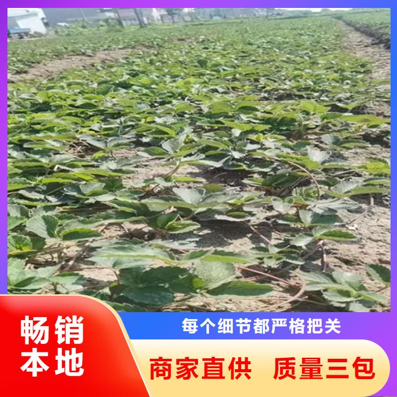 草莓苗大棚草莓苗质量安心