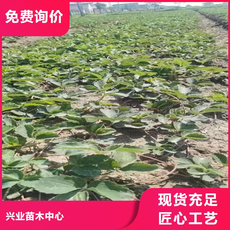 法兰地草莓种苗