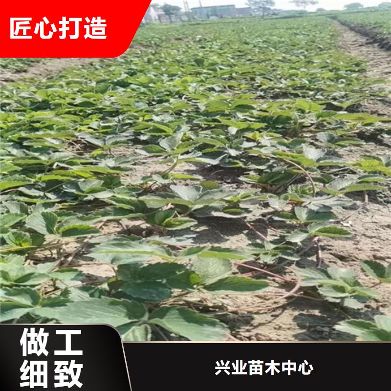 桃树苗-视频-桃树苗_河南省信阳市市场覆盖浉河|平桥|平顶山|洛阳|安阳|漯河|开封等