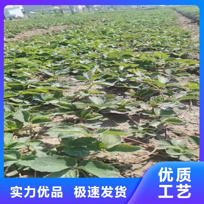 草莓苗桃树苗颜色尺寸款式定制