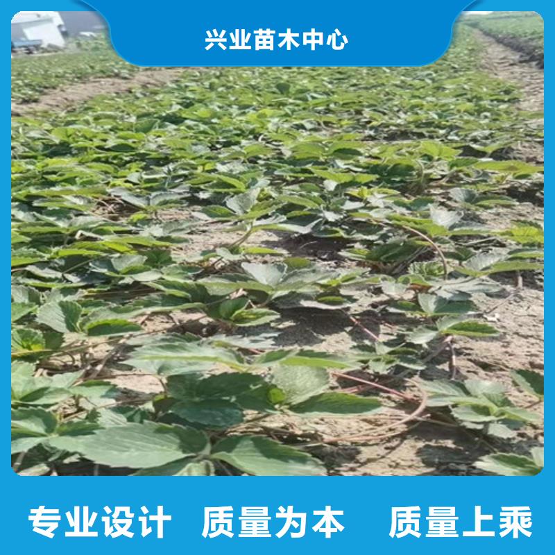 草莓苗花椒苗诚信经营质量保证