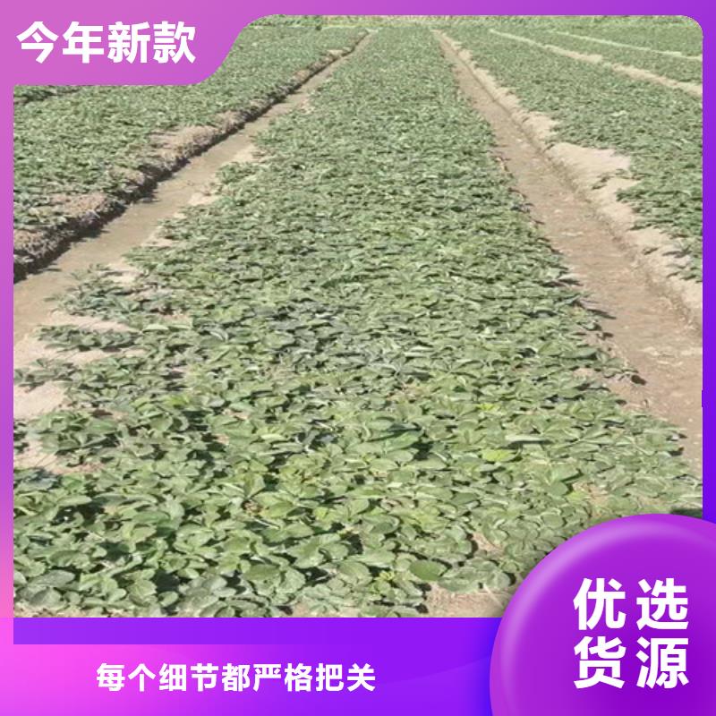 桃树苗视频-桃树苗|福建省龙岩市|新罗|连城|福州|南平|厦门|三明|宁德|莆田
