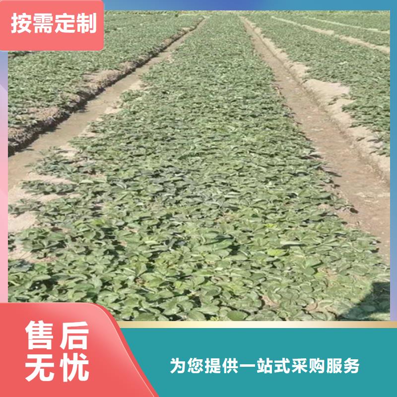 草莓苗杏苗匠心品质