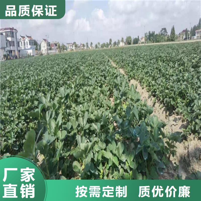 甘露草莓苗