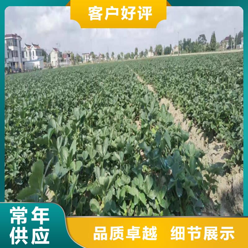 桃树苗视频-桃树苗|福建省龙岩市|新罗|连城|福州|南平|厦门|三明|宁德|莆田