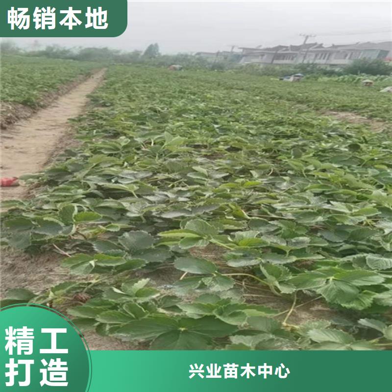 桃树苗-视频-桃树苗|黑龙江省|黑河|佳木斯|绥化|大兴安岭|哈尔滨