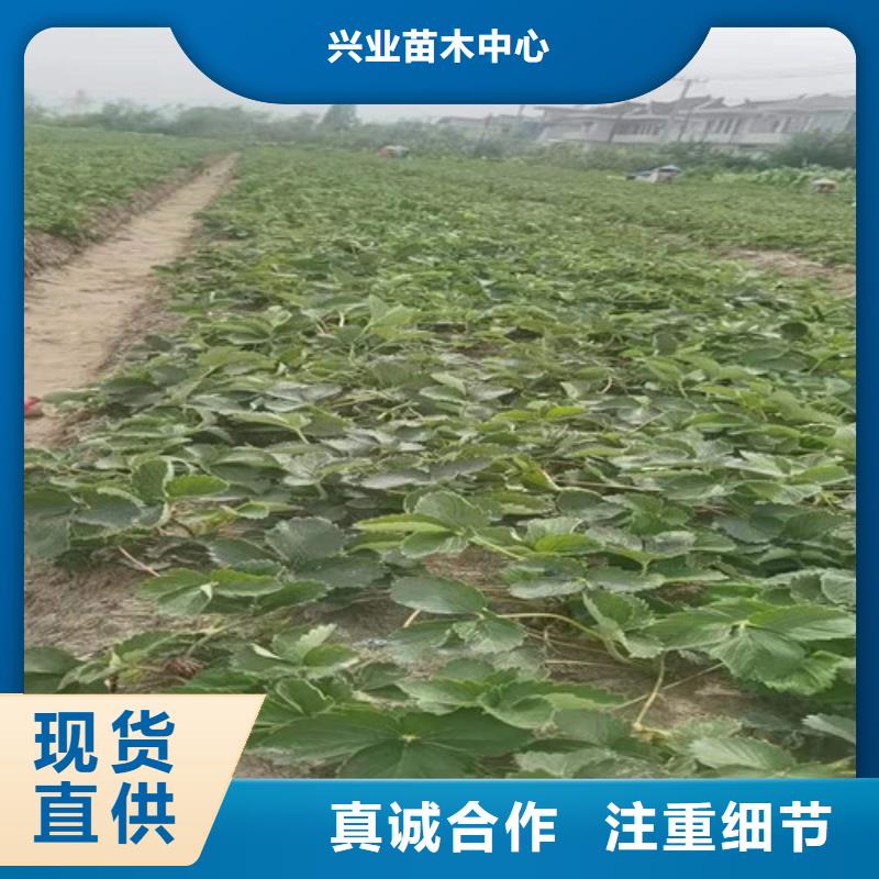 草莓苗,冬枣苗闪电发货