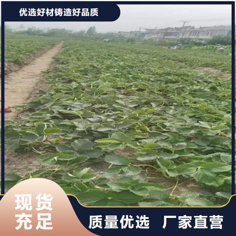 【草莓苗】大红袍花椒苗质检合格出厂