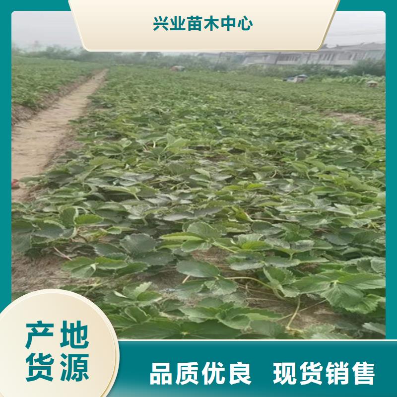 甘露草莓苗