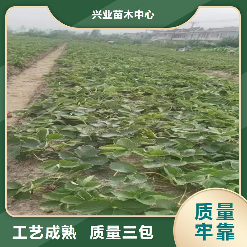 草莓苗梨树苗多年厂家可靠