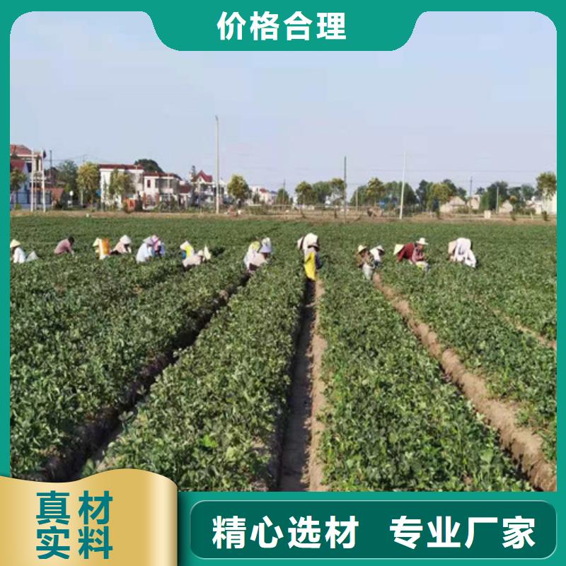 草莓苗梨树苗多年厂家可靠