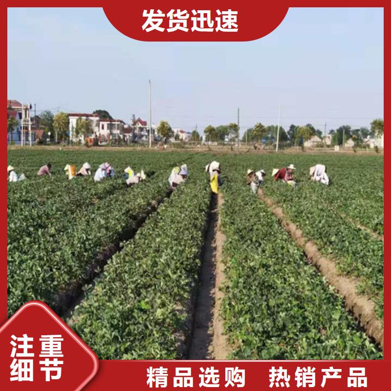 草莓苗-金银花树苗制造生产销售