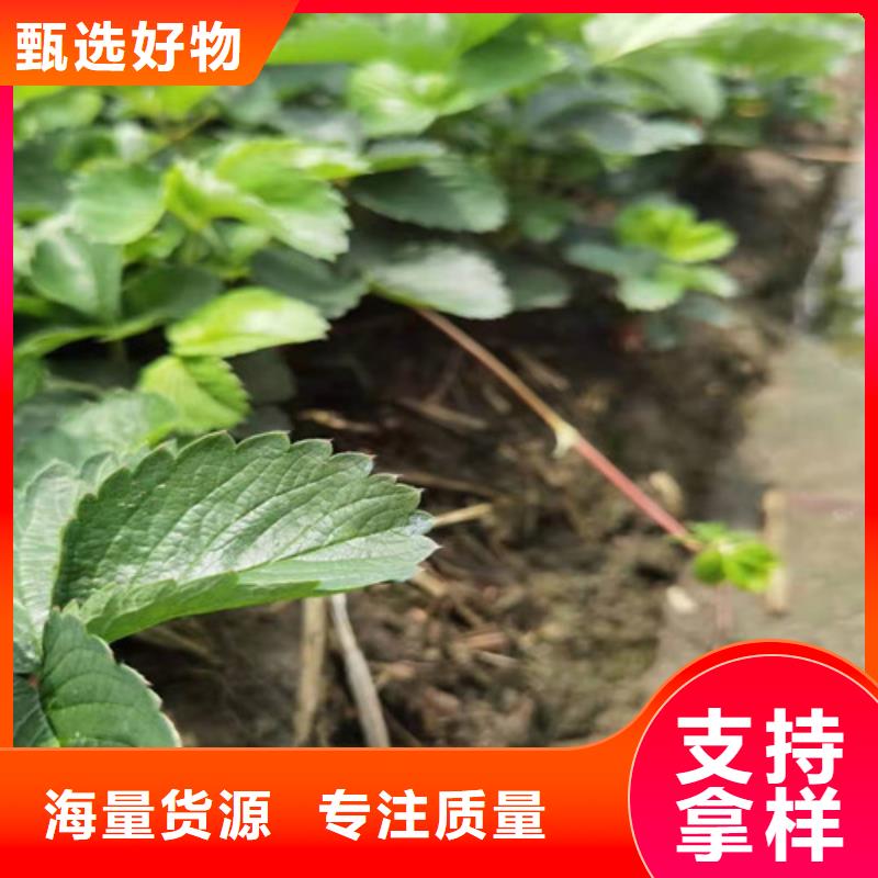 桃树苗-视频-桃树苗|黑龙江省|黑河|佳木斯|绥化|大兴安岭|哈尔滨