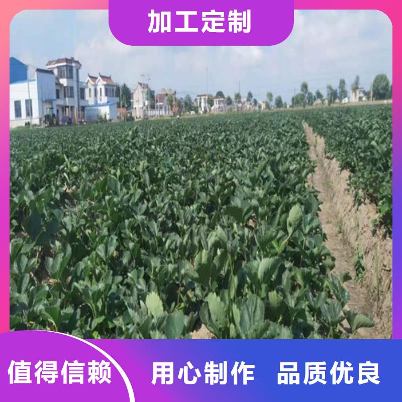 草莓苗桃树苗品质不将就