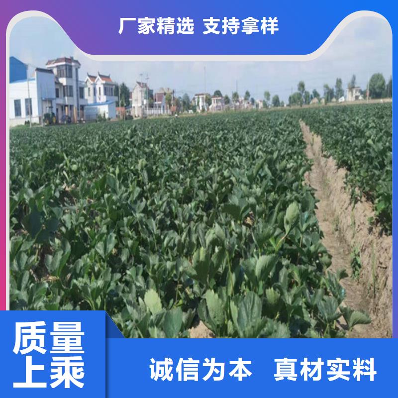 桃树苗-视频-桃树苗|黑龙江省|黑河|佳木斯|绥化|大兴安岭|哈尔滨