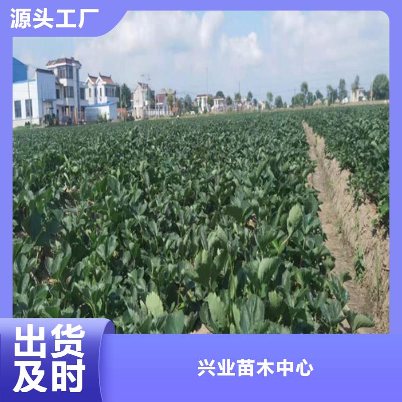【草莓苗大棚草莓苗专业生产N年】