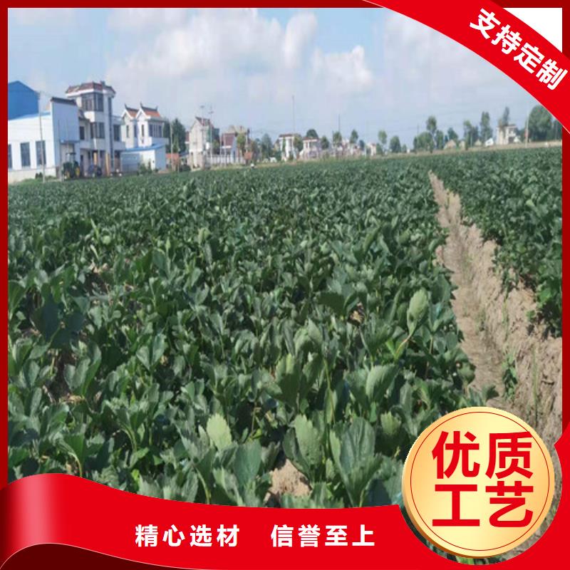 桃树苗-视频-桃树苗_河南省信阳市市场覆盖浉河|平桥|平顶山|洛阳|安阳|漯河|开封等