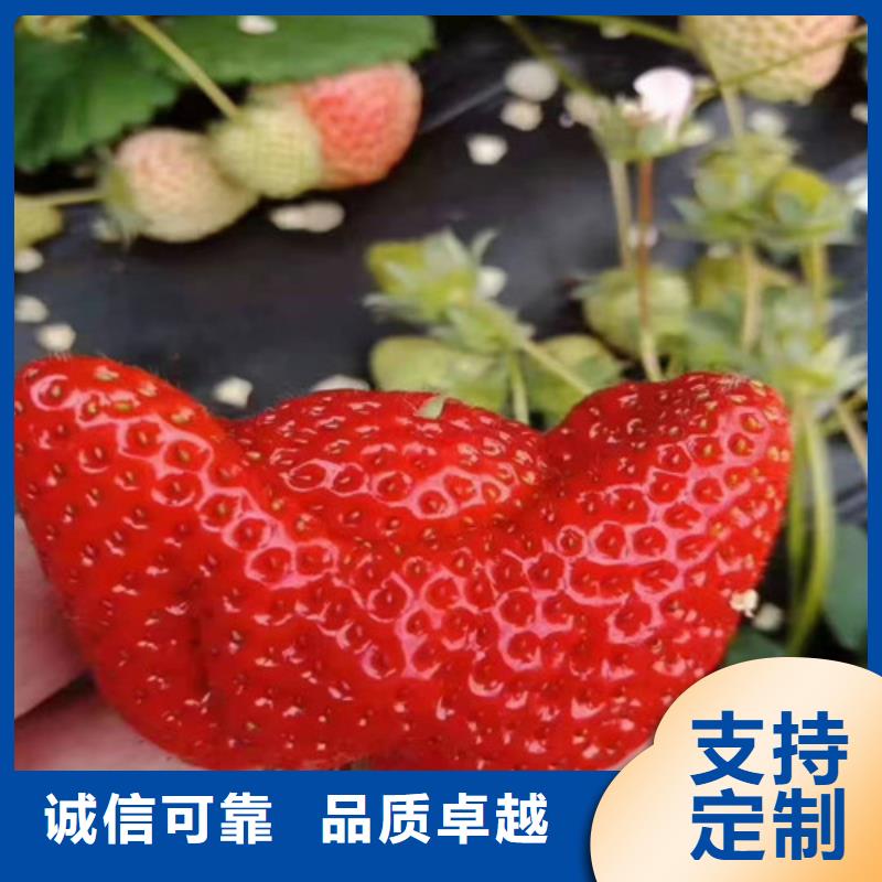幸香草莓种苗