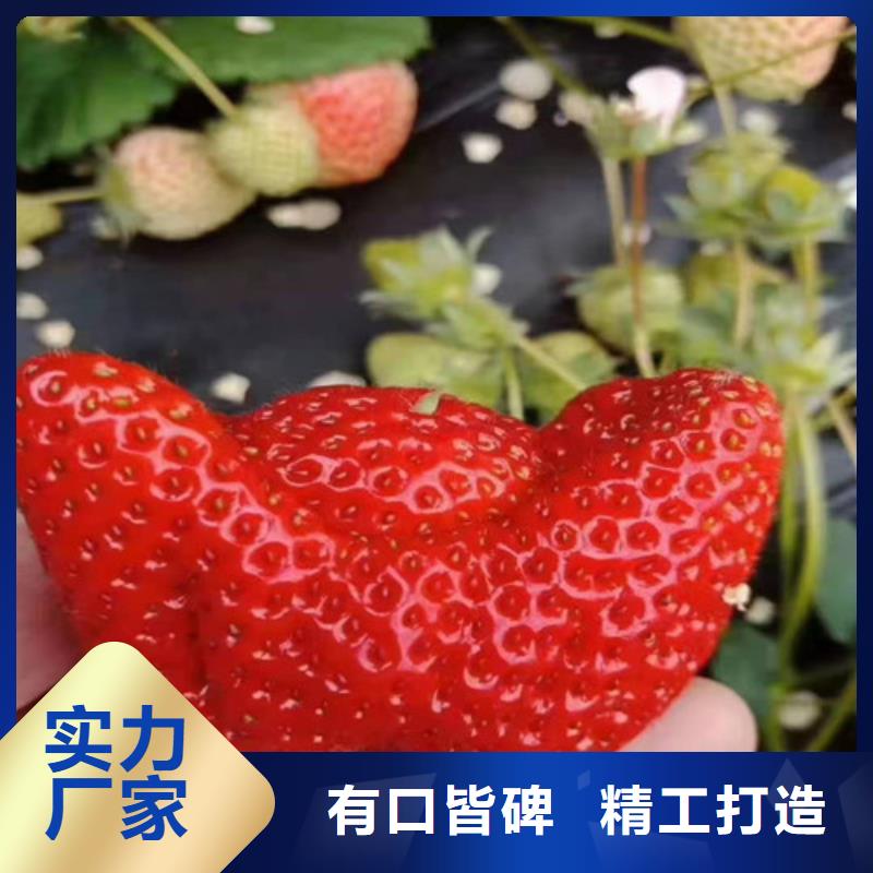 桃树苗-视频-桃树苗_河南省信阳市市场覆盖浉河|平桥|平顶山|洛阳|安阳|漯河|开封等
