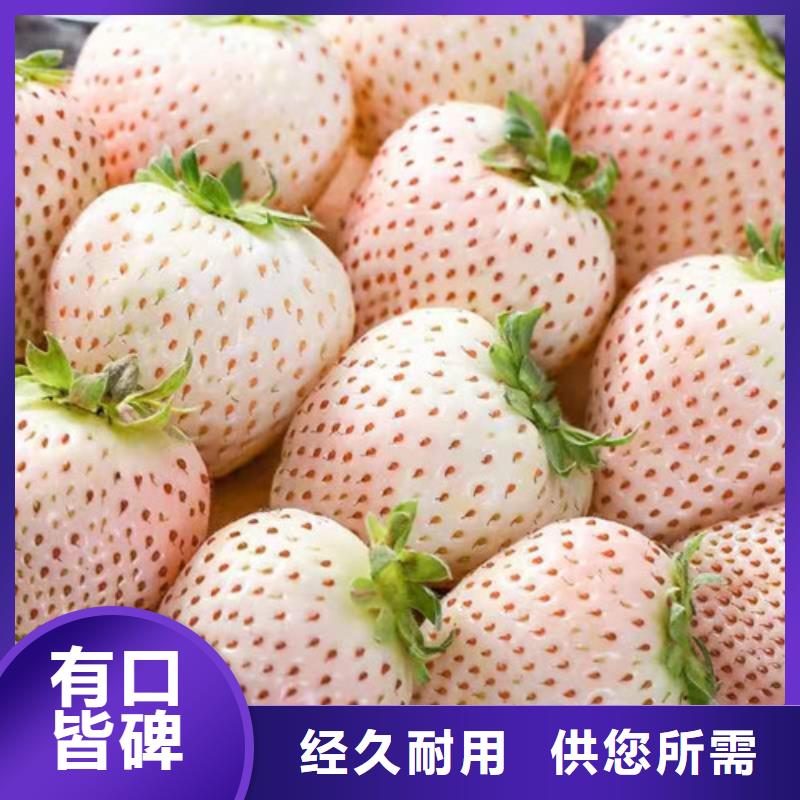 草莓苗,蓝莓苗随到随提