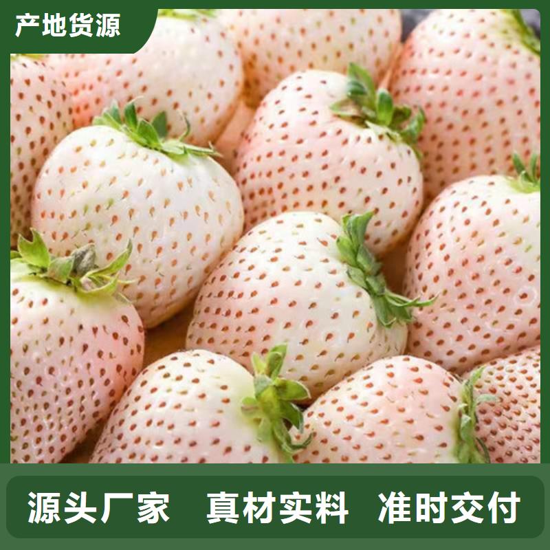 桃树苗视频-桃树苗|福建省龙岩市|新罗|连城|福州|南平|厦门|三明|宁德|莆田
