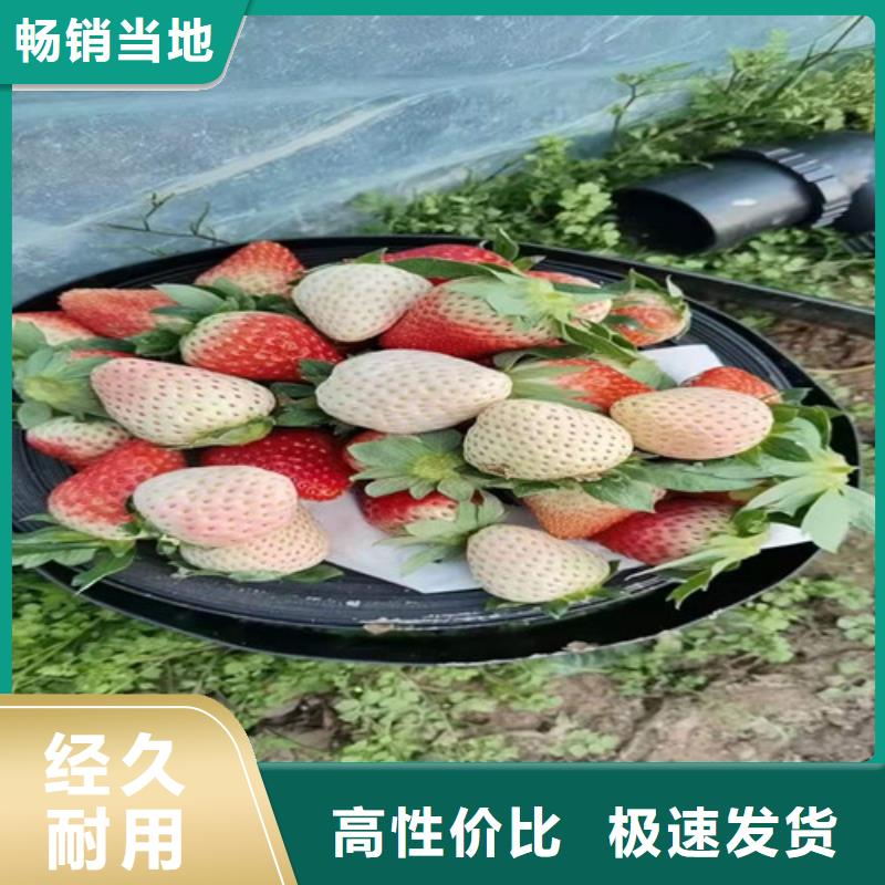 圣诞红草莓苗