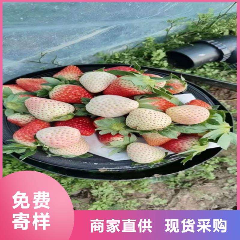 草莓苗红耔山楂苗不断创新