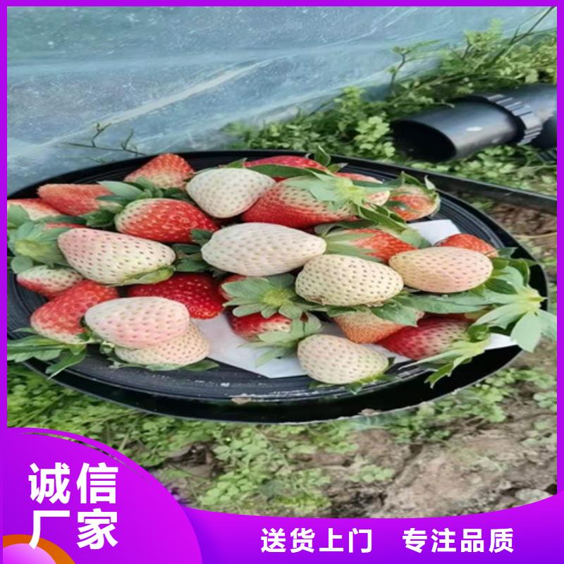 草莓苗大雪枣苗打造行业品质