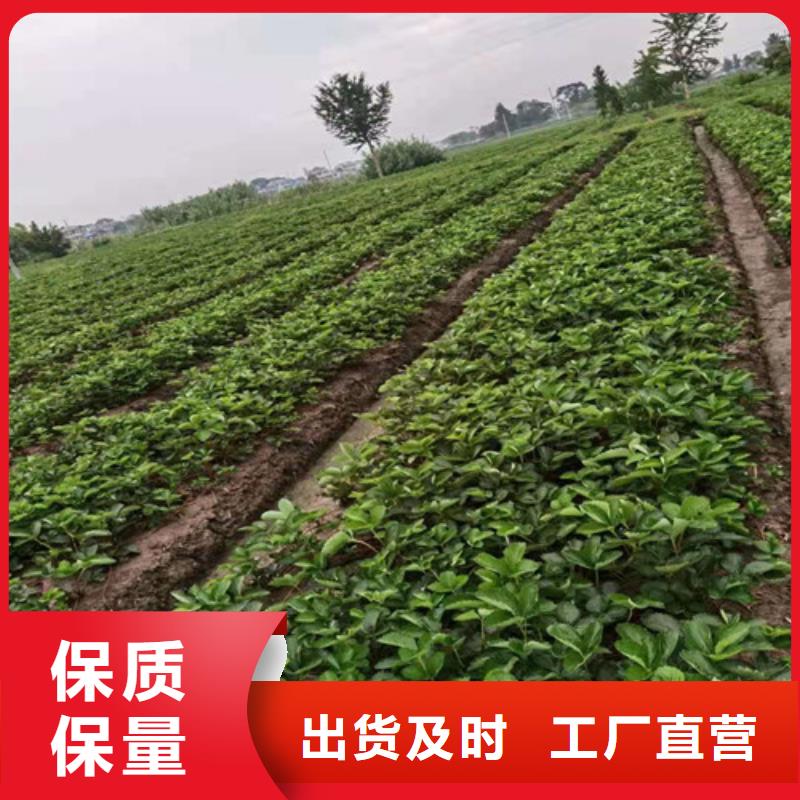 草莓苗杏苗匠心品质