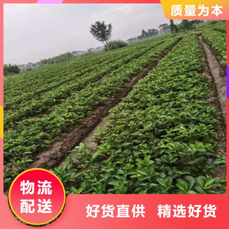 草莓苗大棚草莓苗质量安心