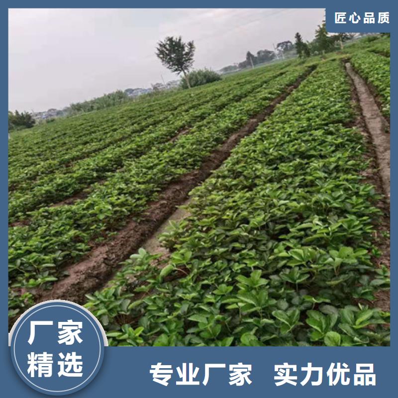 桃树苗-视频-桃树苗_河南省信阳市市场覆盖浉河|平桥|平顶山|洛阳|安阳|漯河|开封等