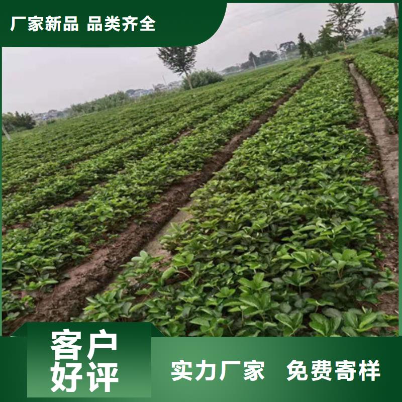 圣诞红草莓苗