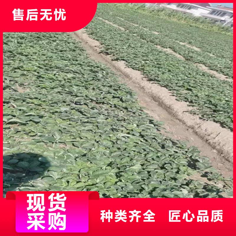 草莓苗山楂苗常年出售