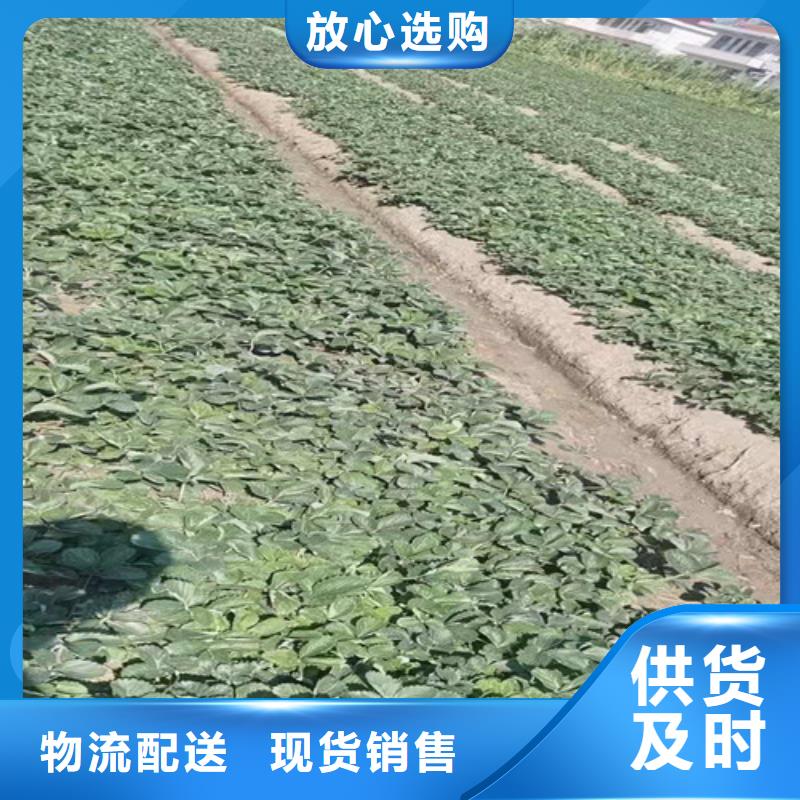 草莓苗,冬枣苗闪电发货