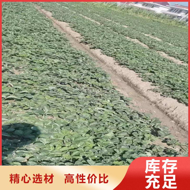 草莓苗_嘎啦苹果苗一站式采购