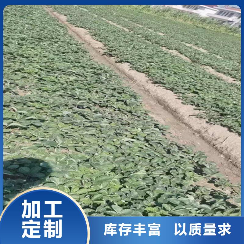 桃树苗-视频-桃树苗_河南省信阳市市场覆盖浉河|平桥|平顶山|洛阳|安阳|漯河|开封等