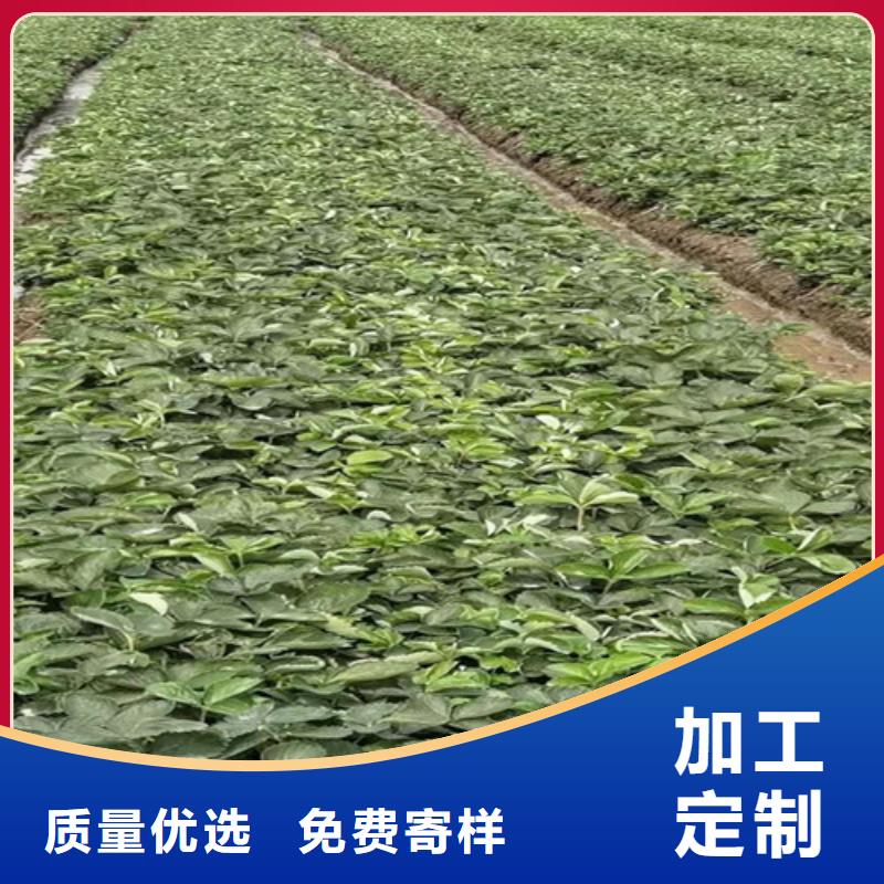 草莓苗金银花苗质量无忧