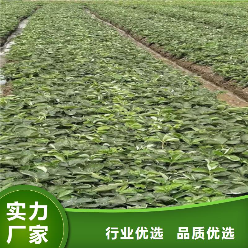 草莓苗大棚草莓苗质量安心