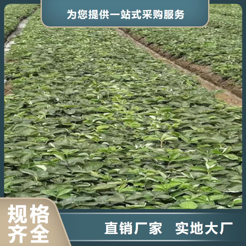 艳丽草莓苗哪里的便宜