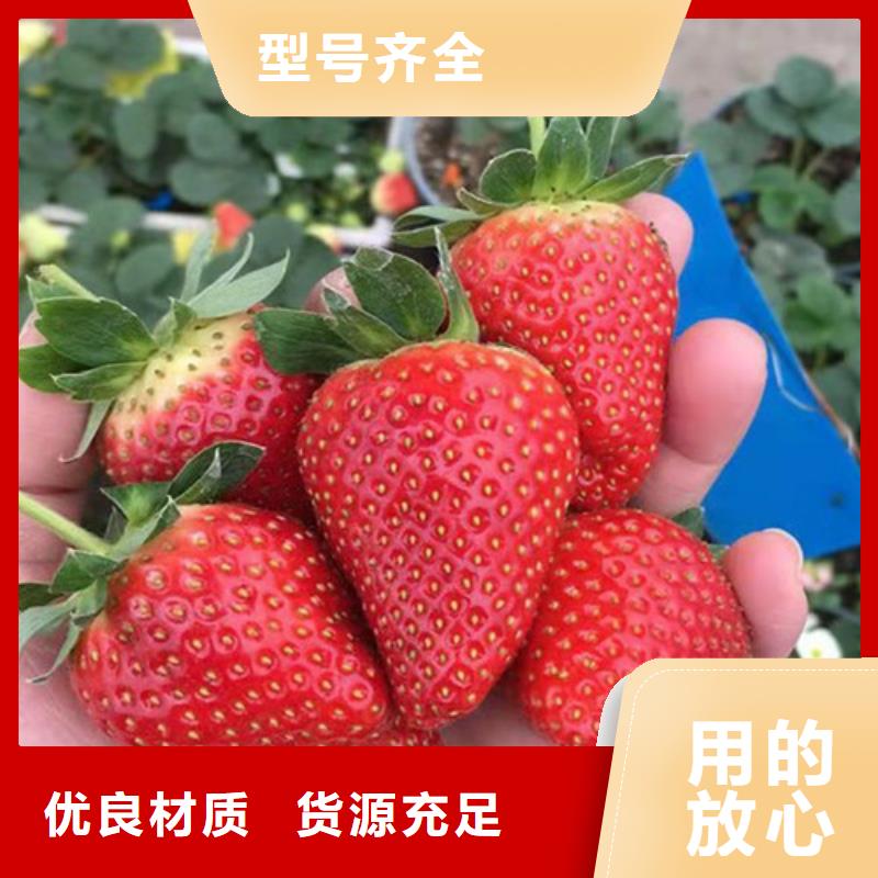 草莓苗杏苗匠心品质
