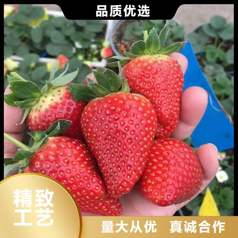 草莓苗,蓝莓苗随到随提