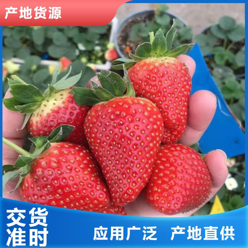 桃树苗-视频-桃树苗|黑龙江省|黑河|佳木斯|绥化|大兴安岭|哈尔滨
