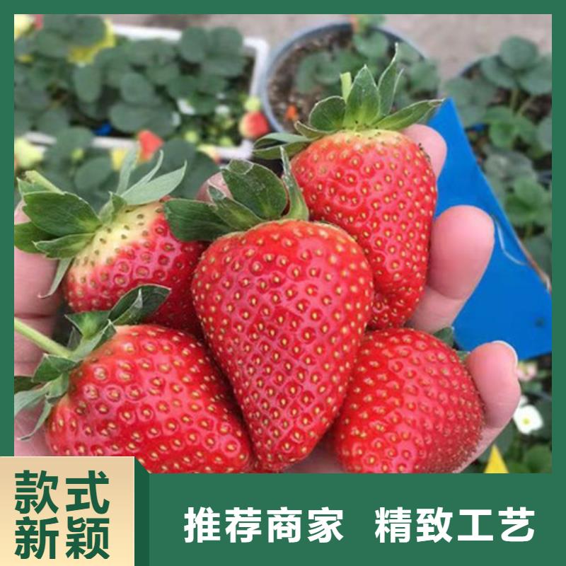 桃树苗视频-桃树苗|福建省龙岩市|新罗|连城|福州|南平|厦门|三明|宁德|莆田