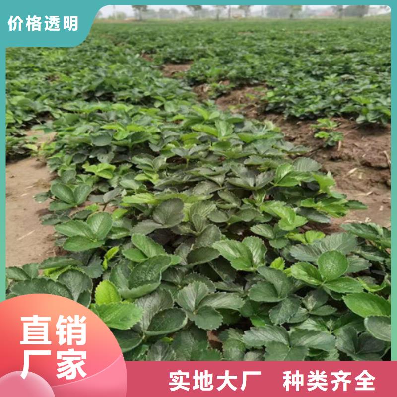 桃树苗-视频-桃树苗|黑龙江省|黑河|佳木斯|绥化|大兴安岭|哈尔滨