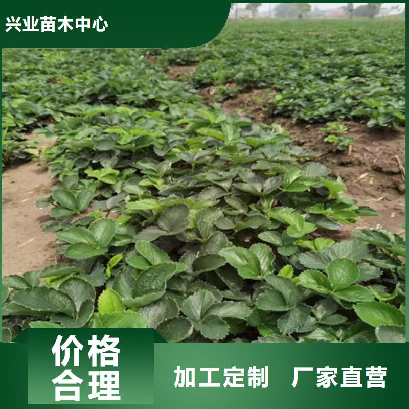 幸香草莓种苗