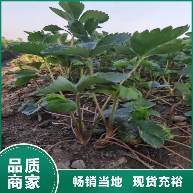 美德莱特草莓苗