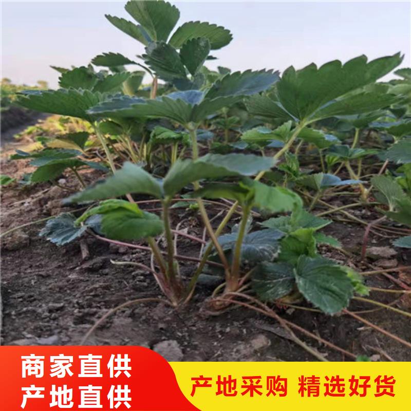 草莓苗板栗苗质量可靠